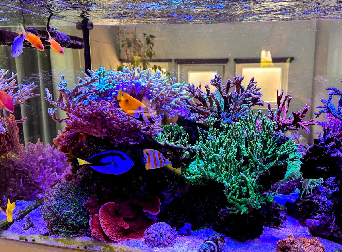 Bac Récifal de sylreef