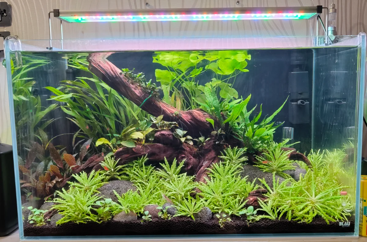 Blau Cubic Aquascaping 80