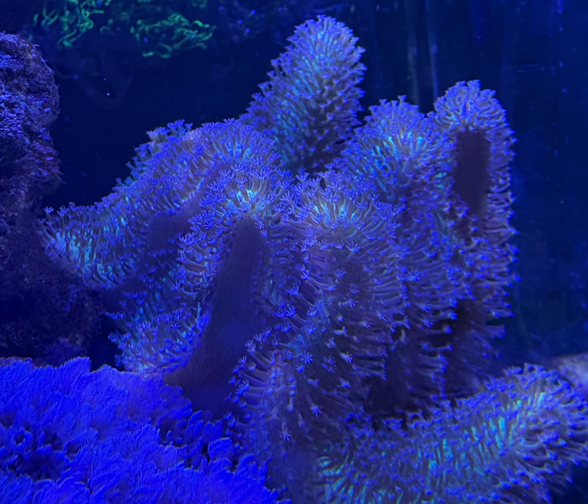 Red Sea Max Nano