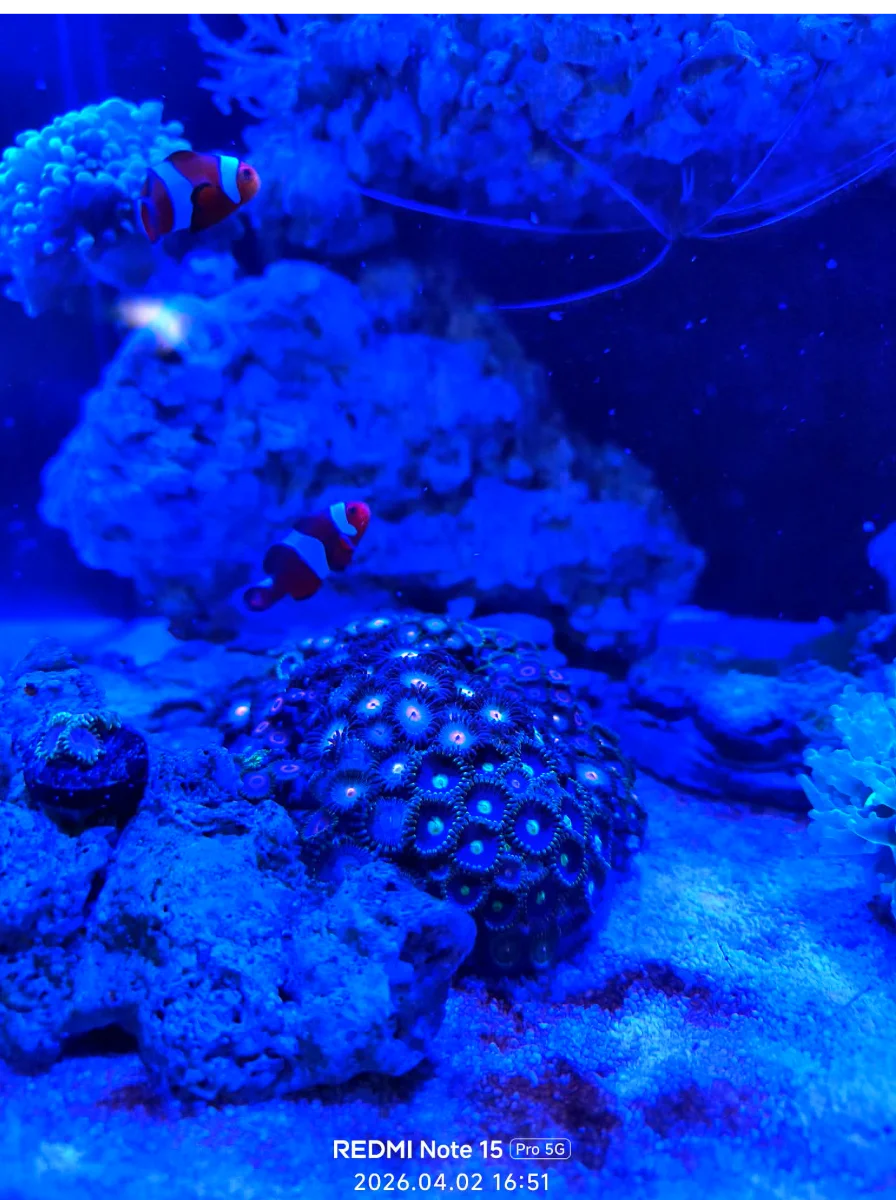 nano reef