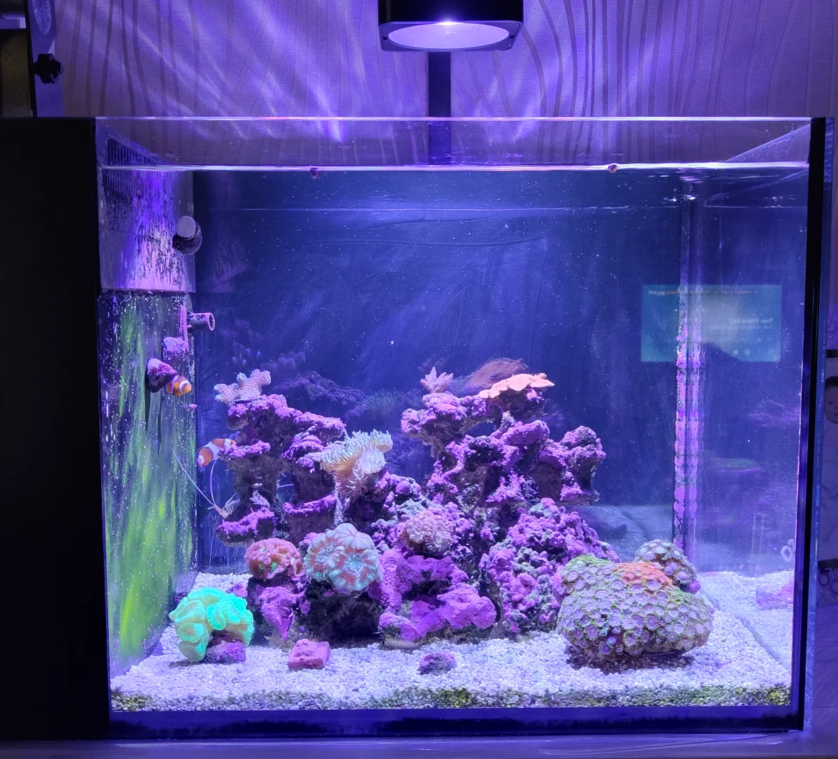 Red Sea Peninsula