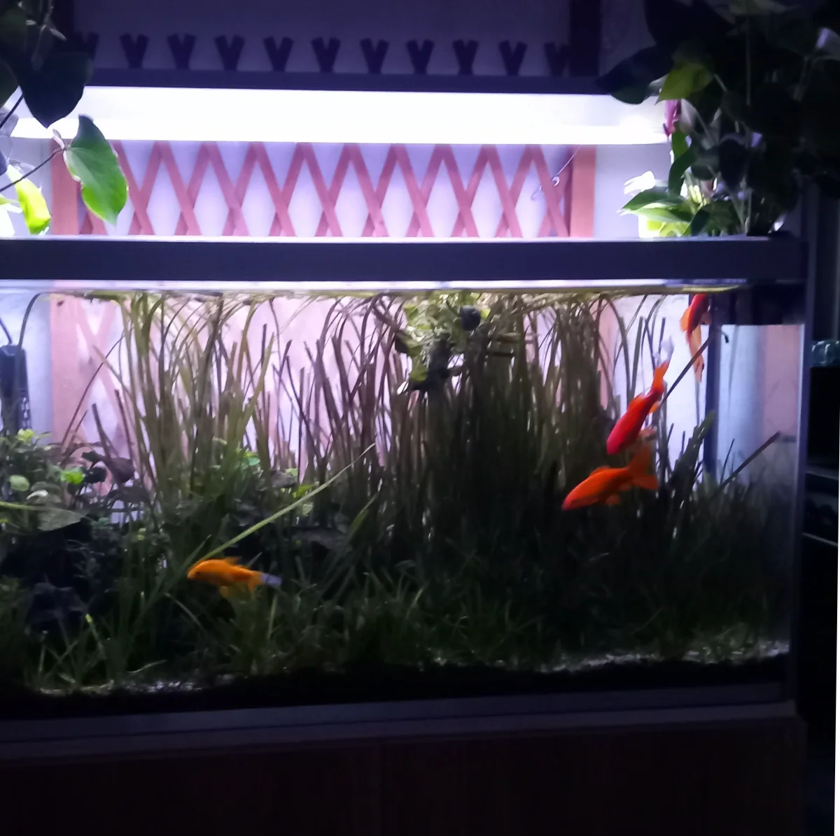 La villa des poissons