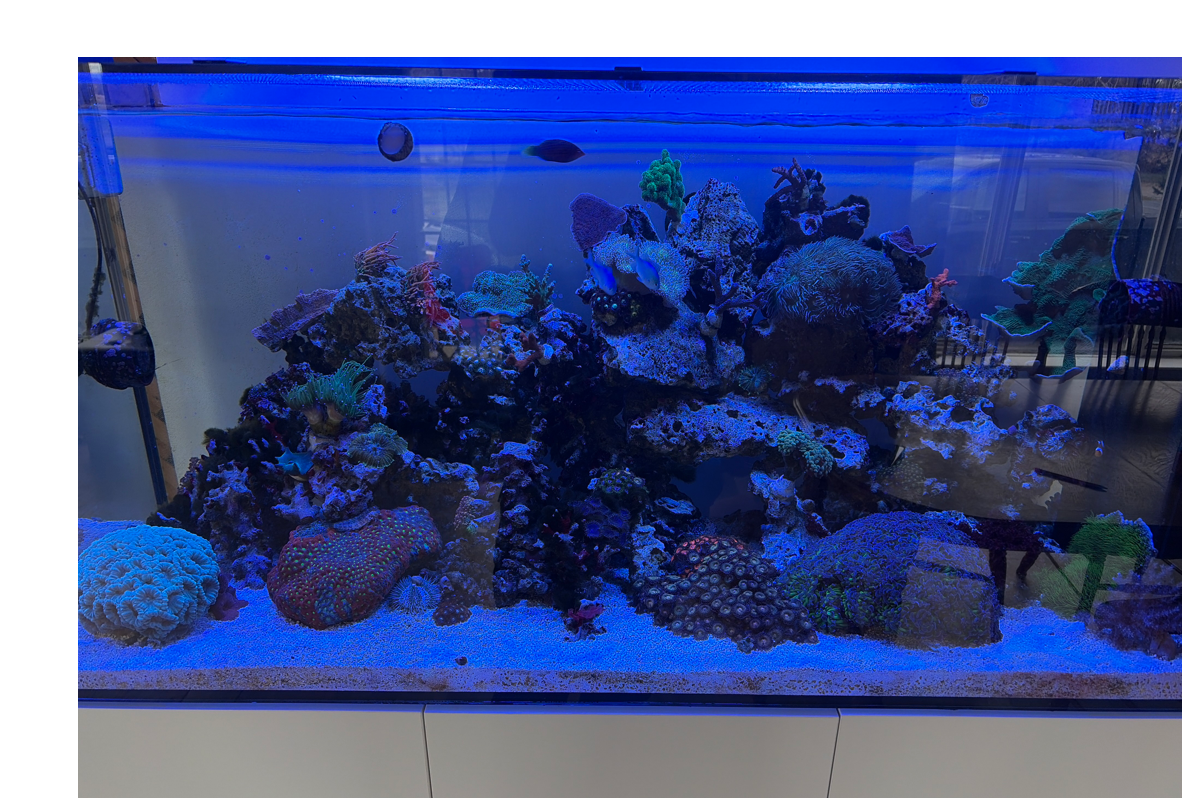 Reef