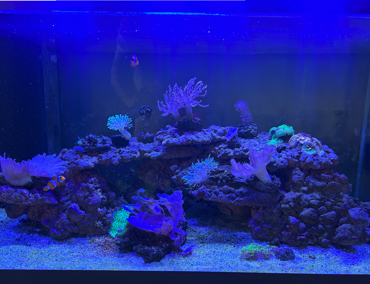 GeegeReef