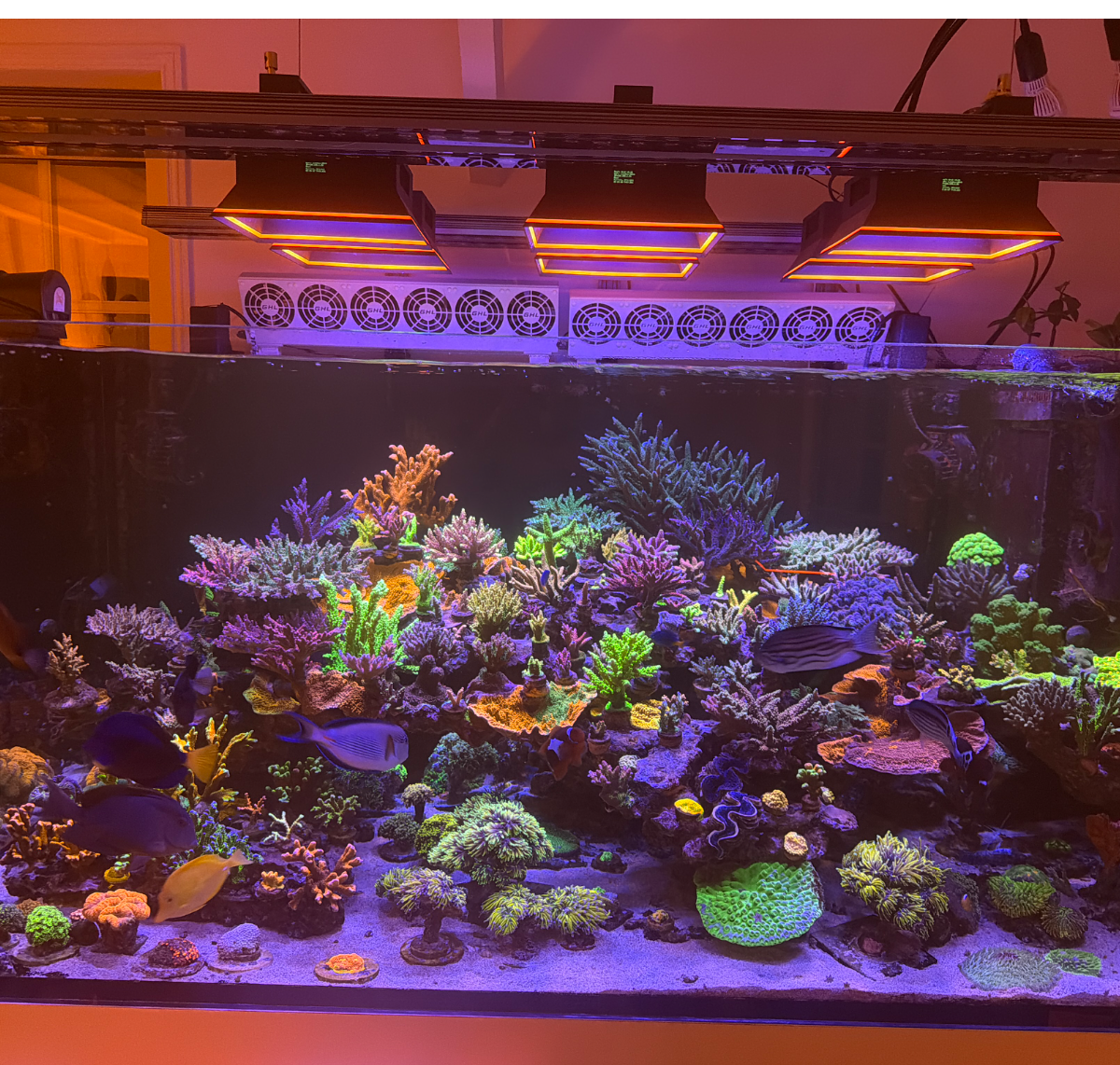 Normandie Reef