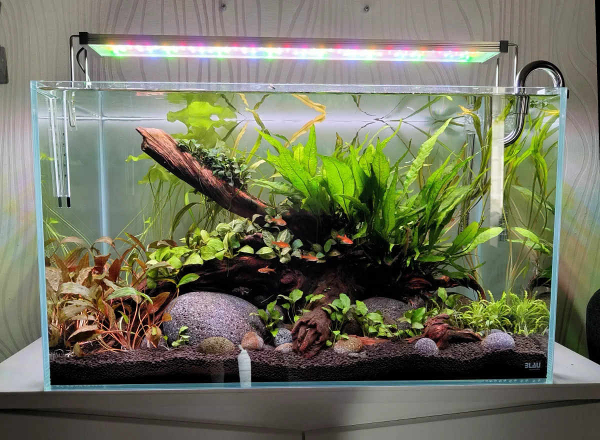 Blau Cubic Aquascaping 80
