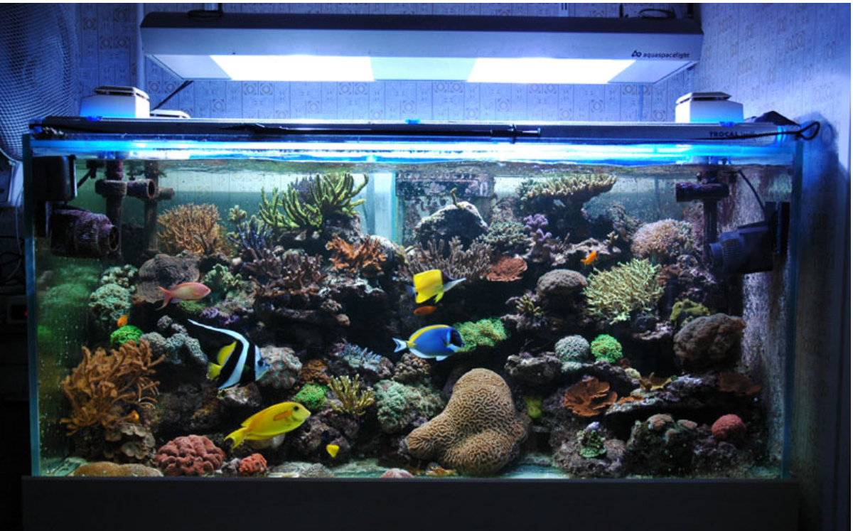 Recifal 800l