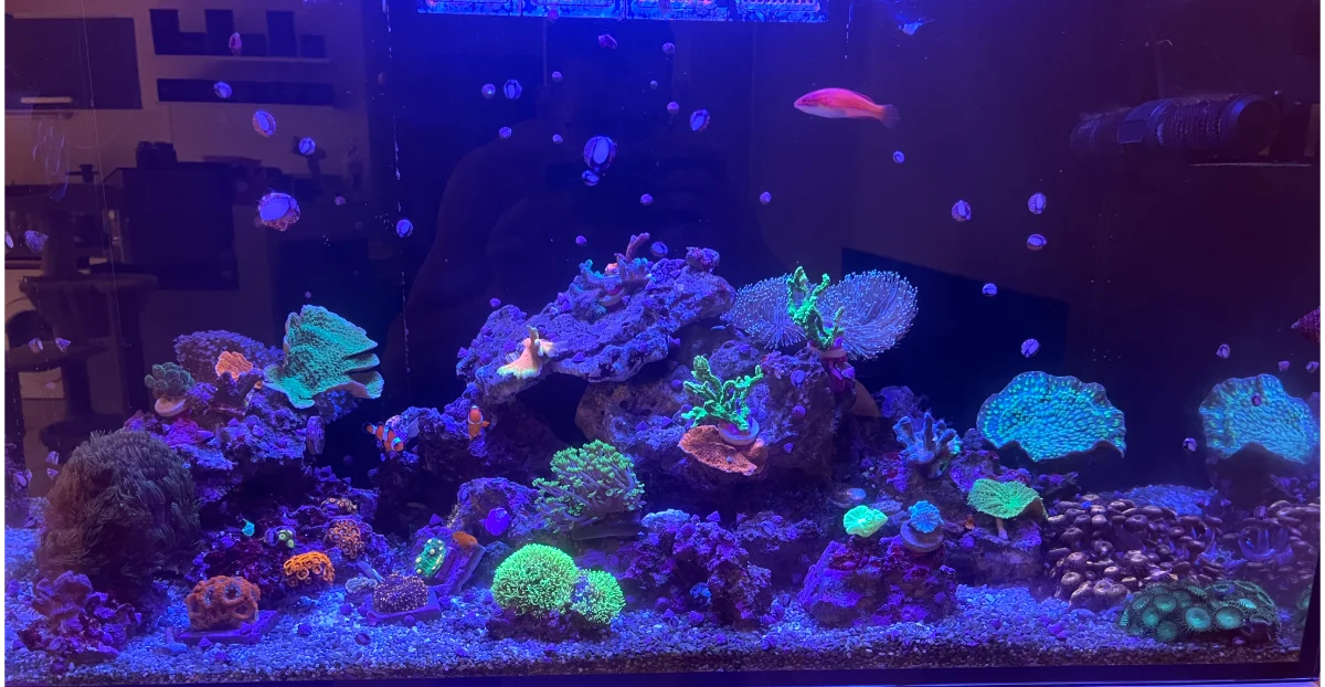 Maxspect LS-90