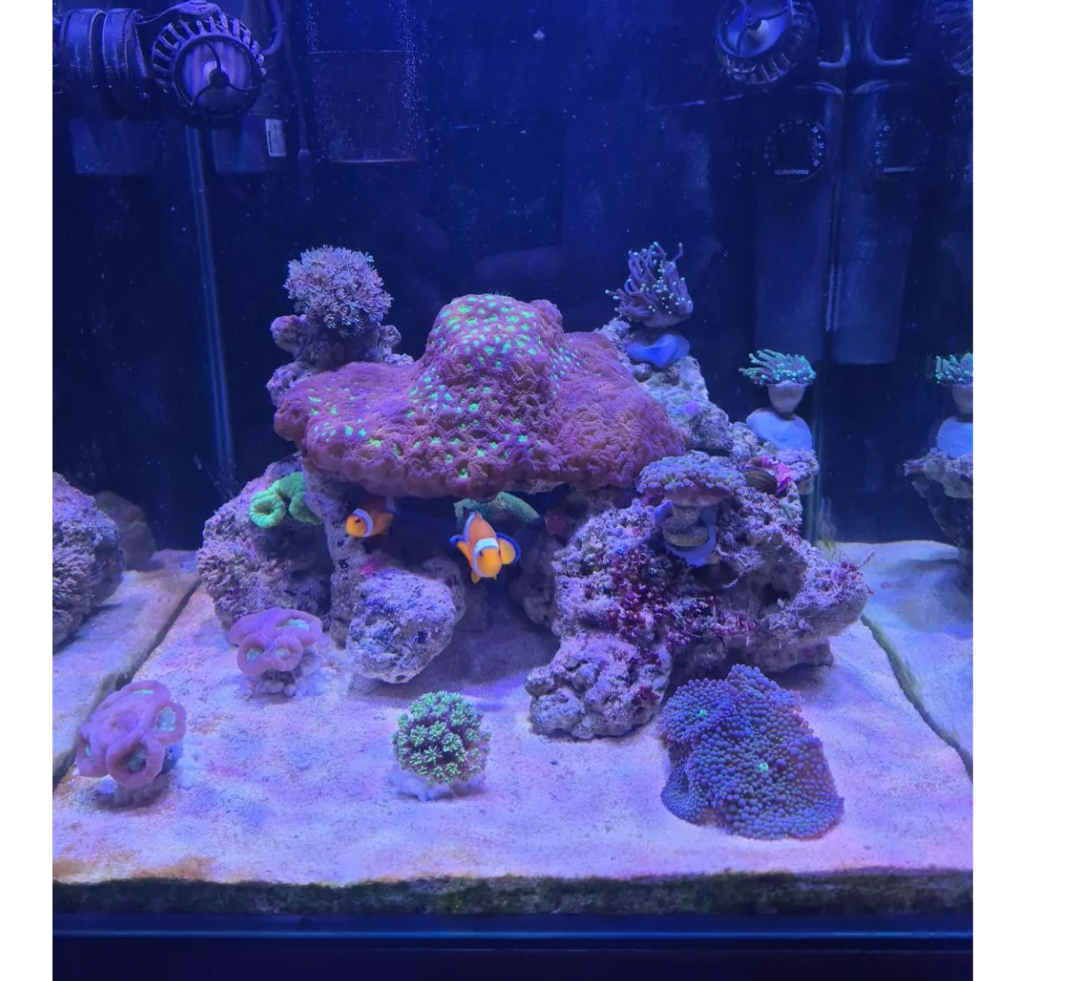 Nano Recif 50L