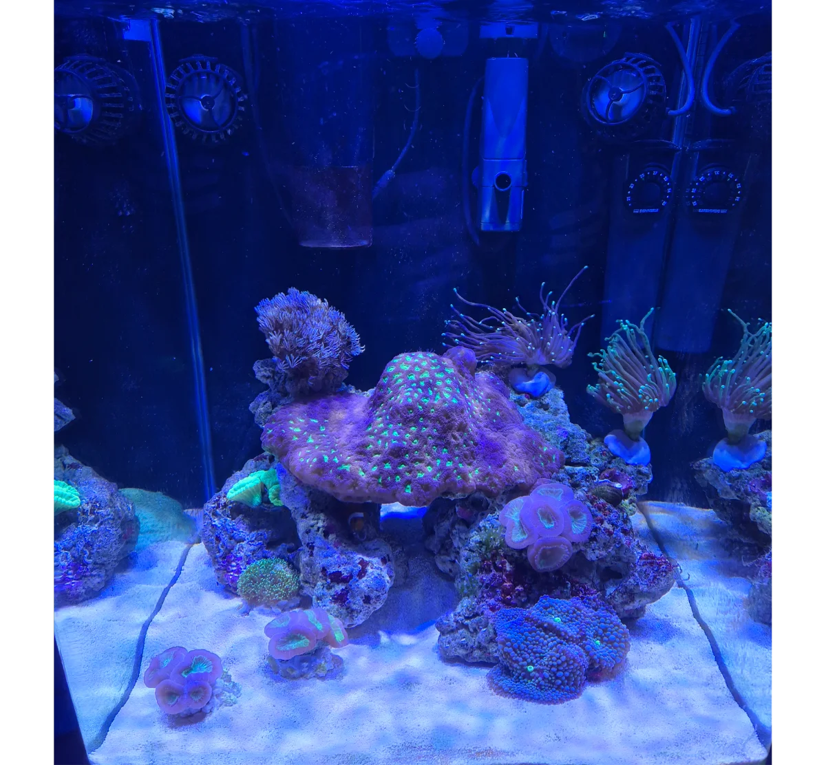 Nano Recif 50L