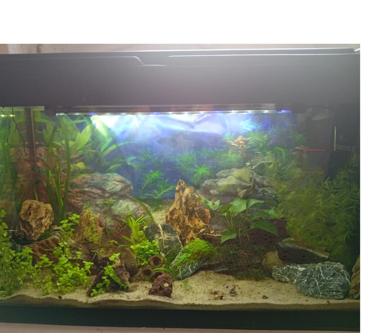 Aquarium 125