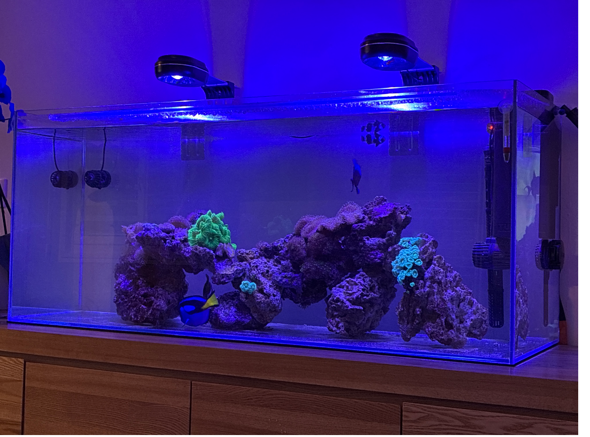 Recifal 240L