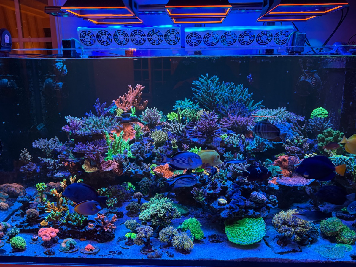 Bac du mois juillet 2026 — Normandie Reef