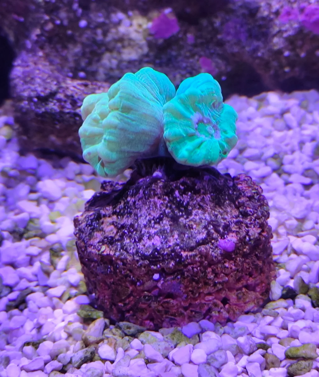 Corail trompette, Caulastréa