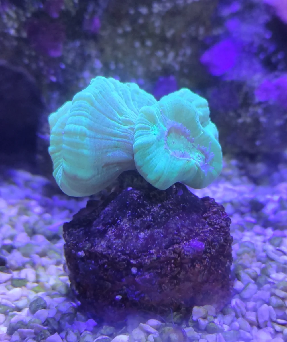 Corail trompette, Caulastréa