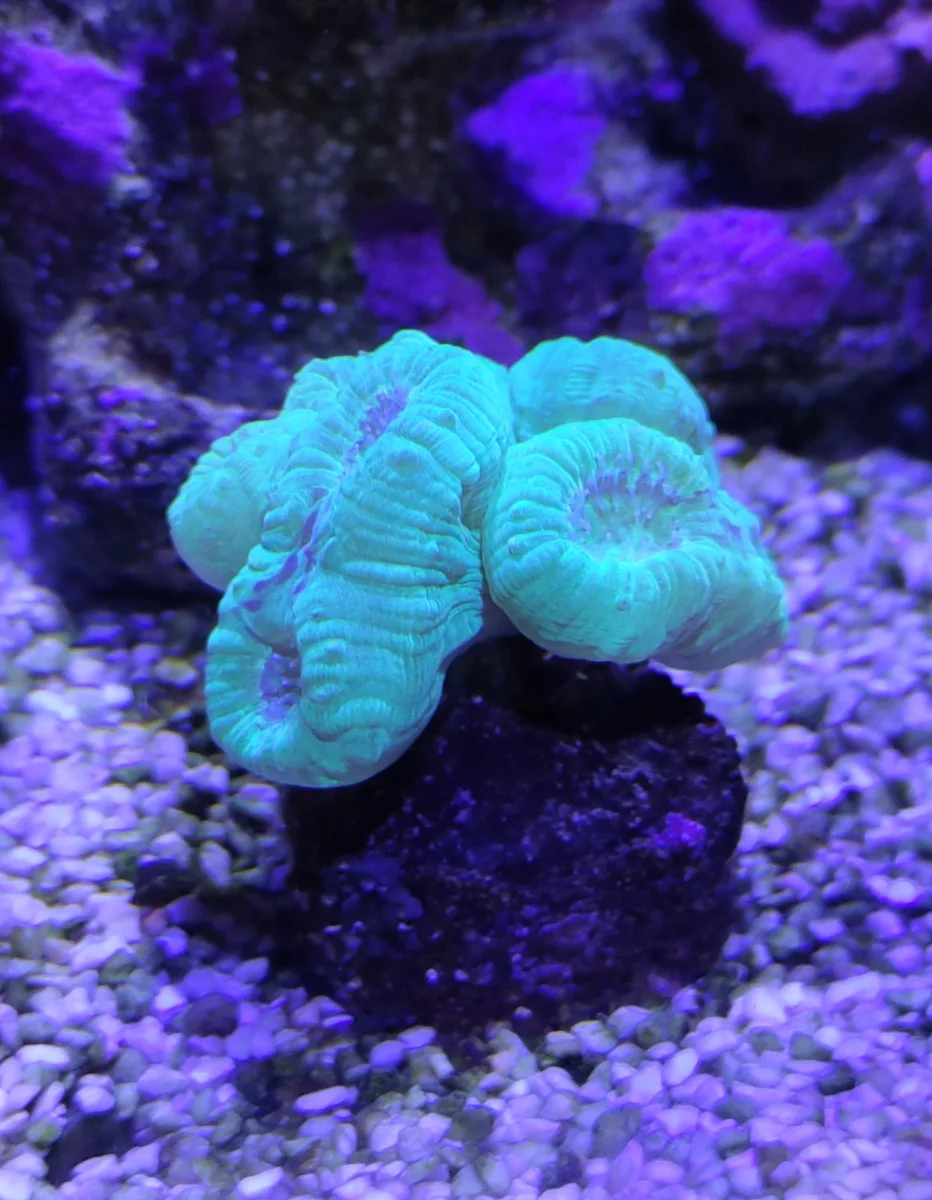 Corail trompette, Caulastréa