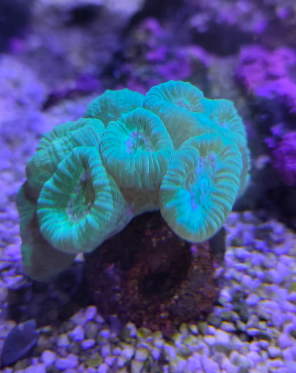 Corail trompette, Caulastréa