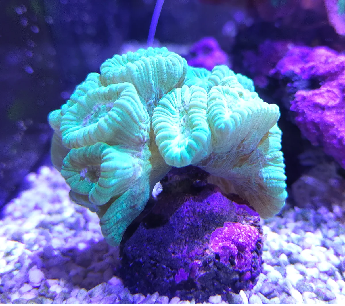 Corail trompette, Caulastréa