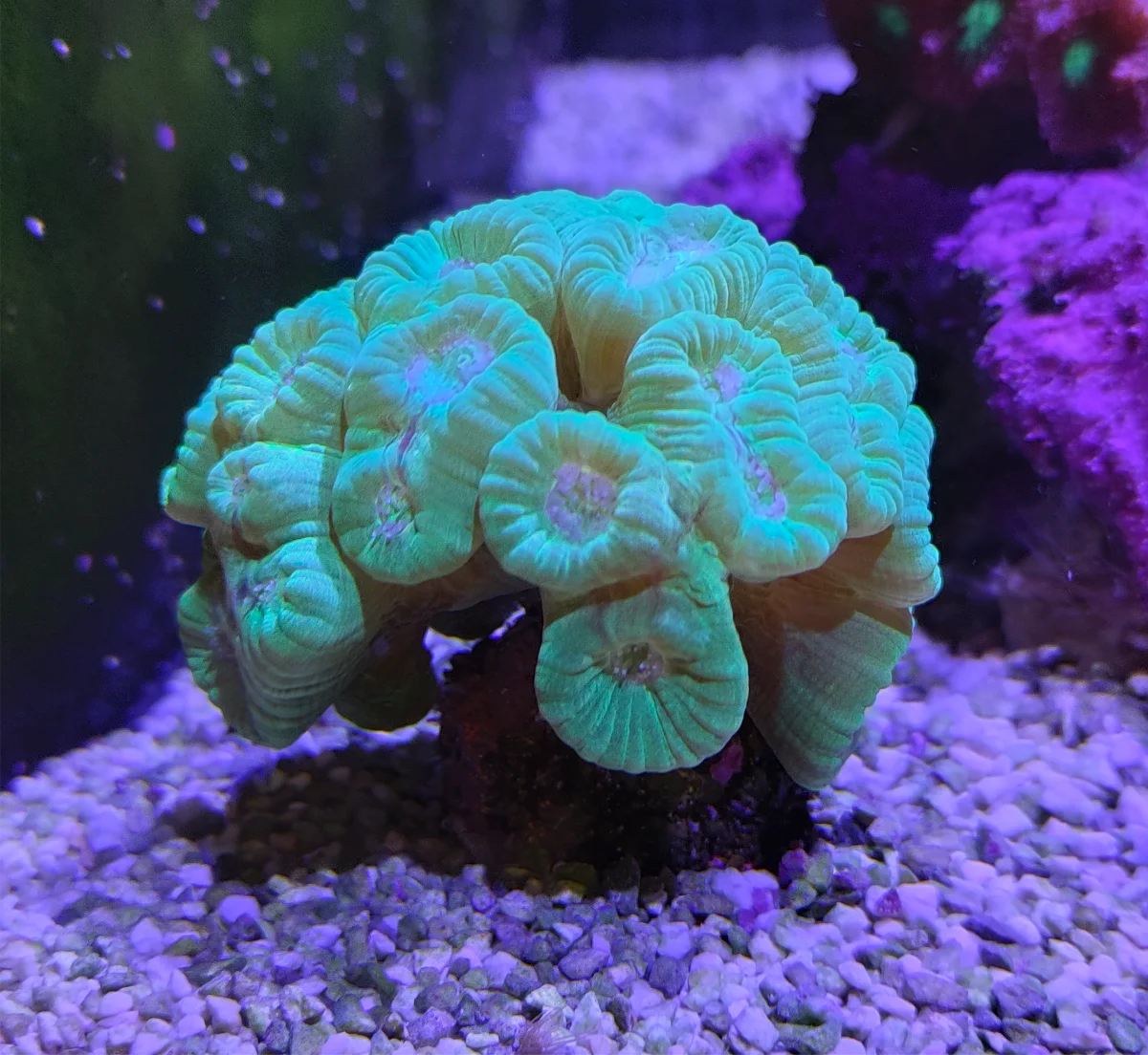 Corail trompette, Caulastréa
