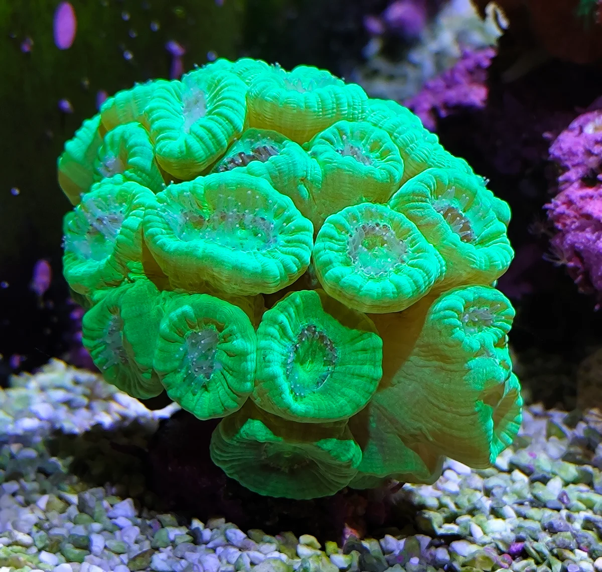 Corail trompette, Caulastréa