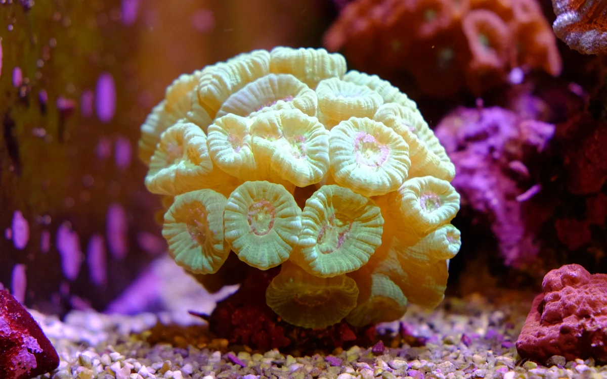 Corail trompette, Caulastréa