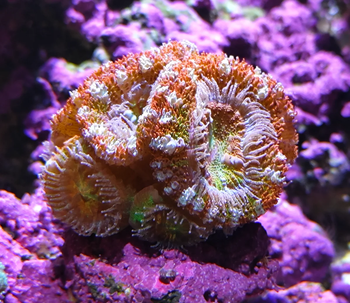 Acanthastrea Lordhowensis - Rainbow Pixel