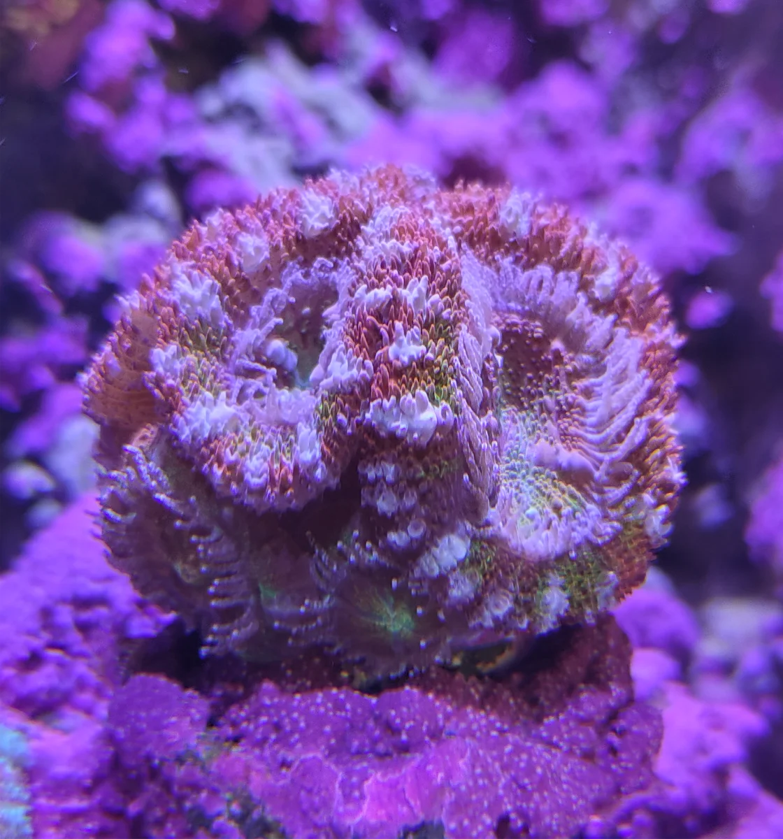 Acanthastrea Lordhowensis - Rainbow Pixel
