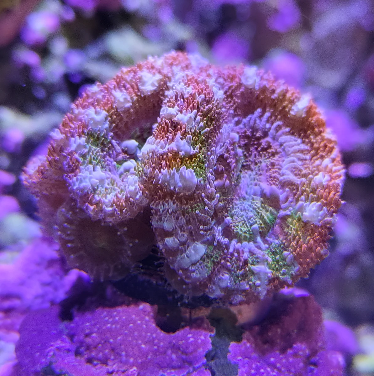 Acanthastrea Lordhowensis - Rainbow Pixel