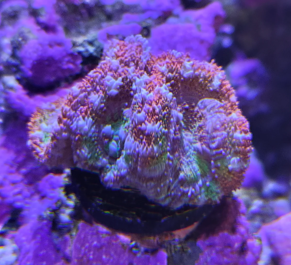 Acanthastrea Lordhowensis - Rainbow Pixel