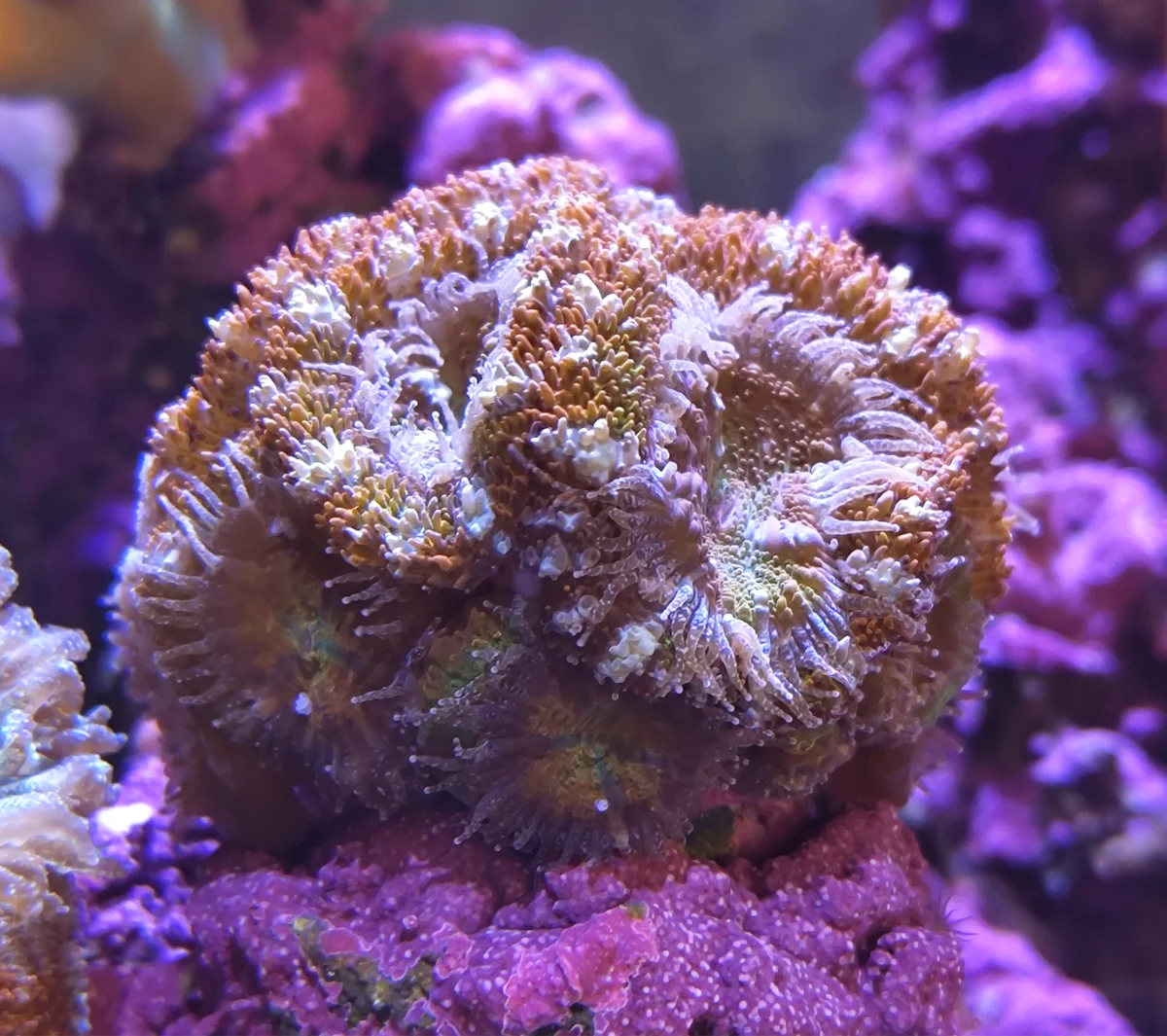 Acanthastrea Lordhowensis - Rainbow Pixel