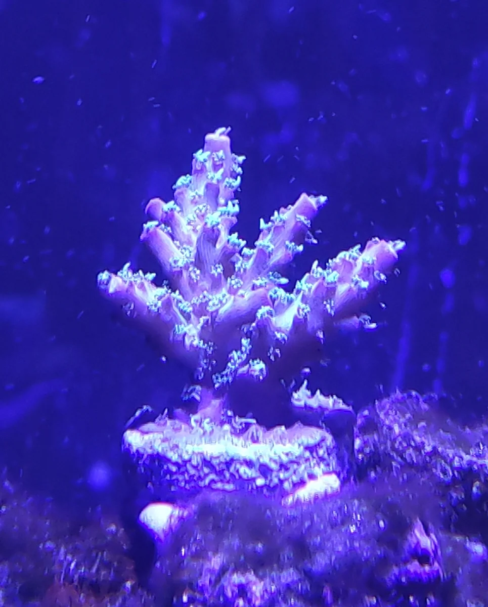 Acropora Solitaryensis