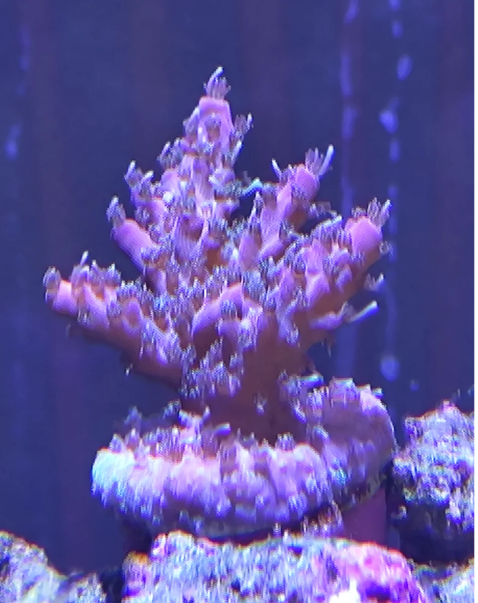 Acropora Solitaryensis