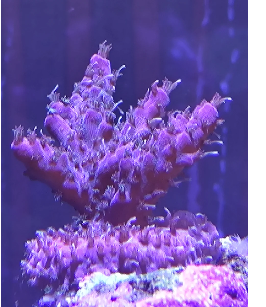 Acropora Solitaryensis