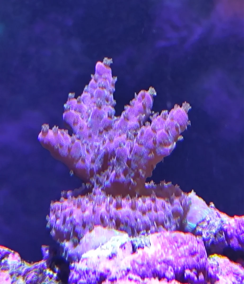 Acropora Solitaryensis