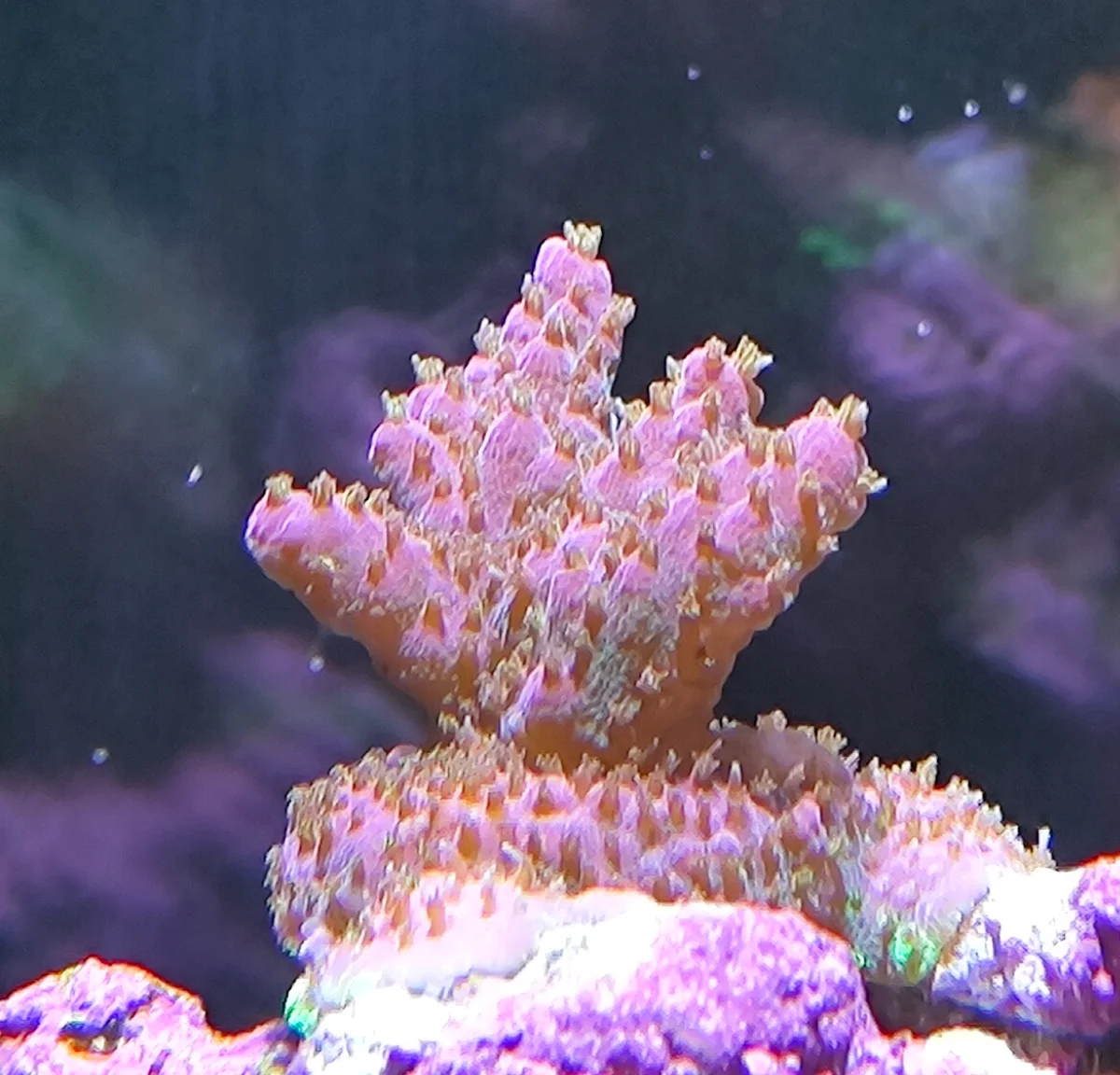 Acropora Solitaryensis
