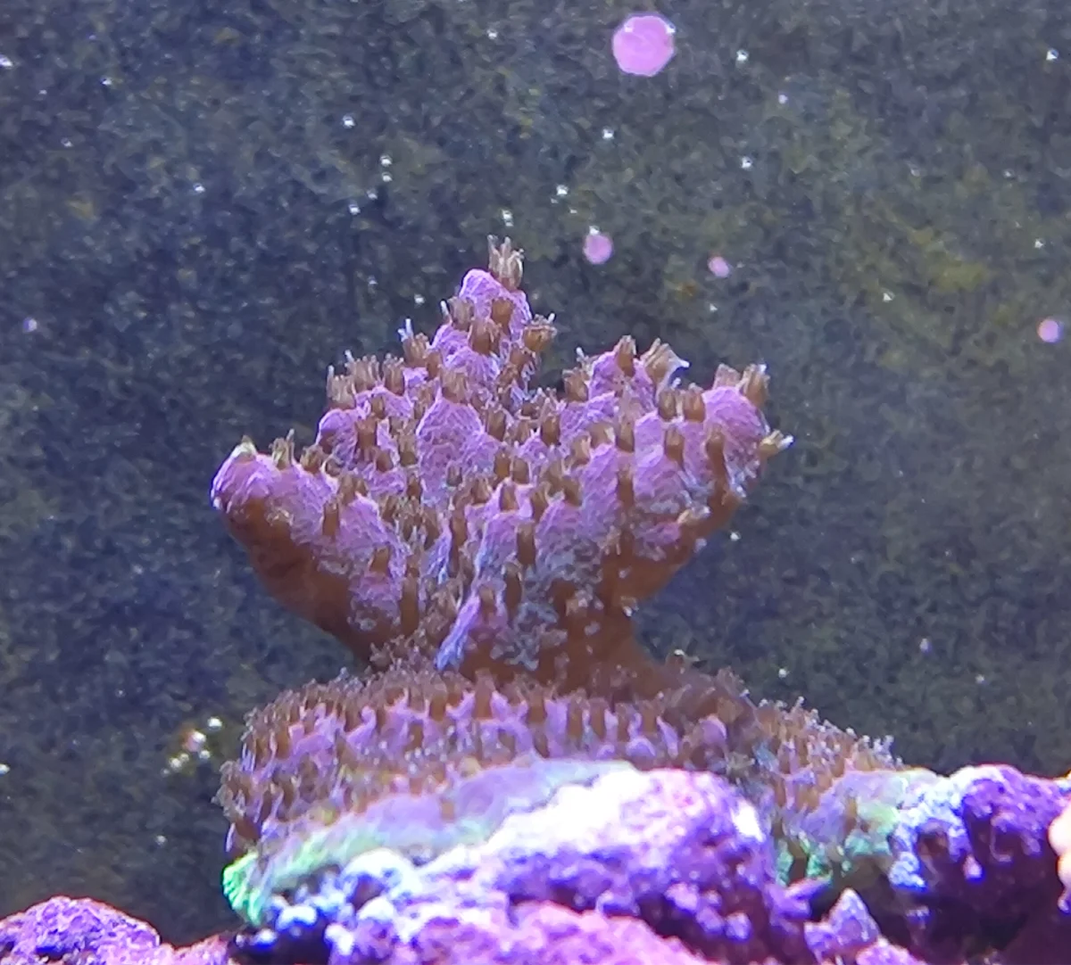 Acropora Solitaryensis