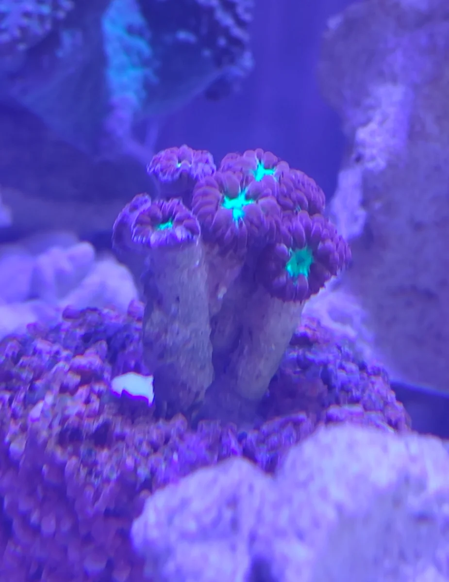 Blastomussa rouge, Corail Blasto