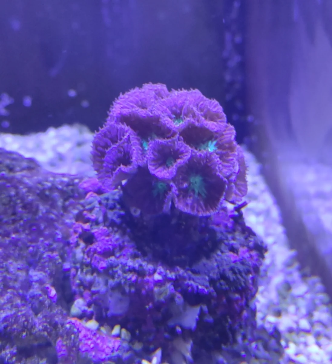 Blastomussa rouge, Corail Blasto