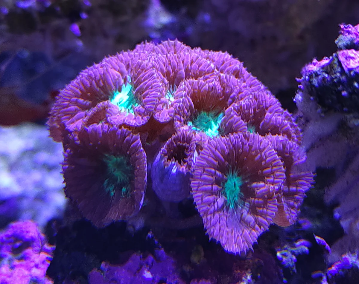 Blastomussa rouge, Corail Blasto