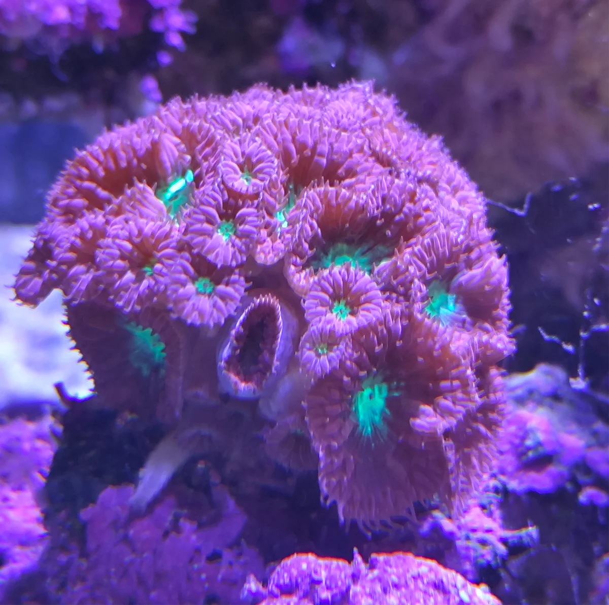 Blastomussa rouge, Corail Blasto