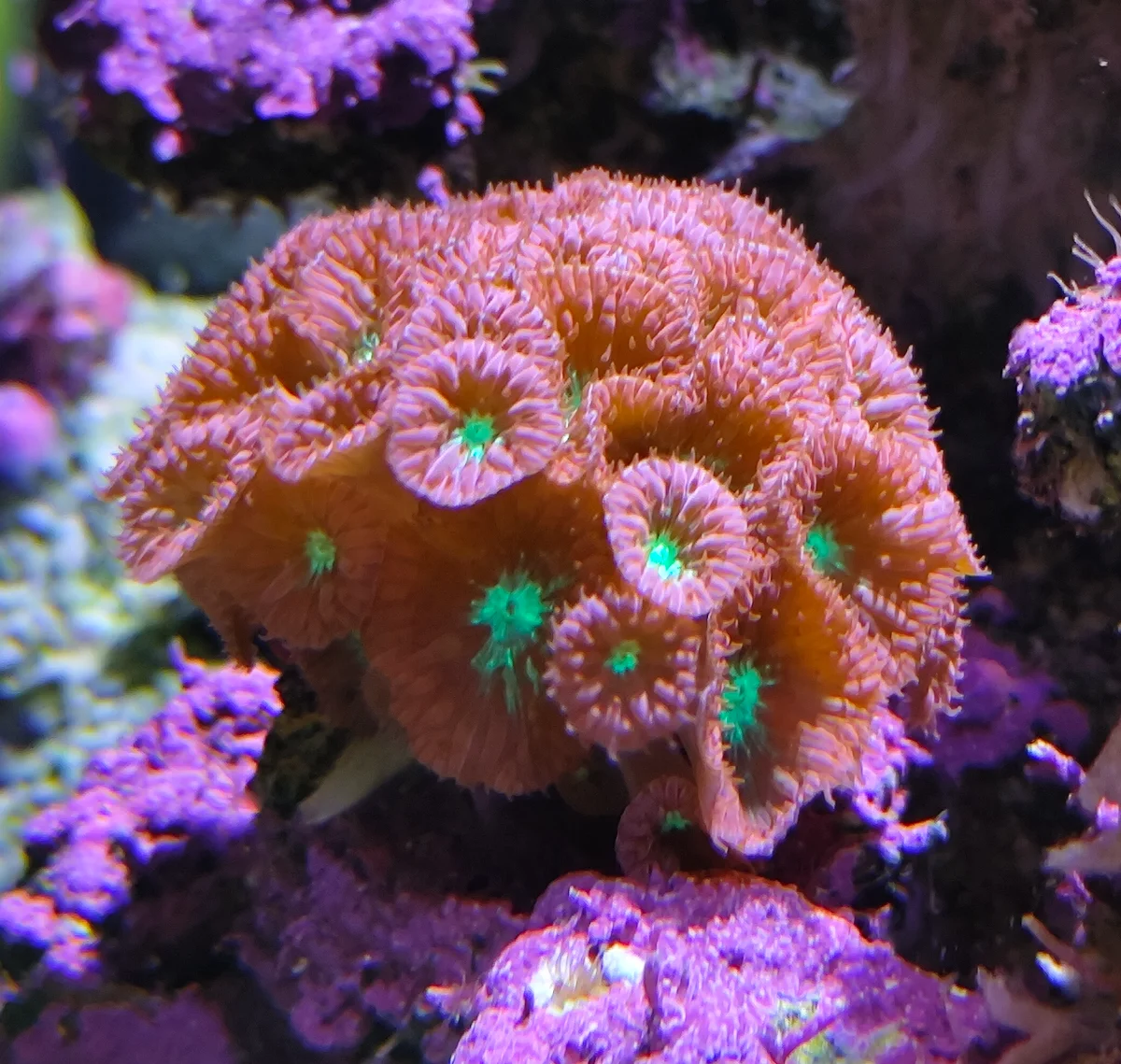 Blastomussa rouge, Corail Blasto