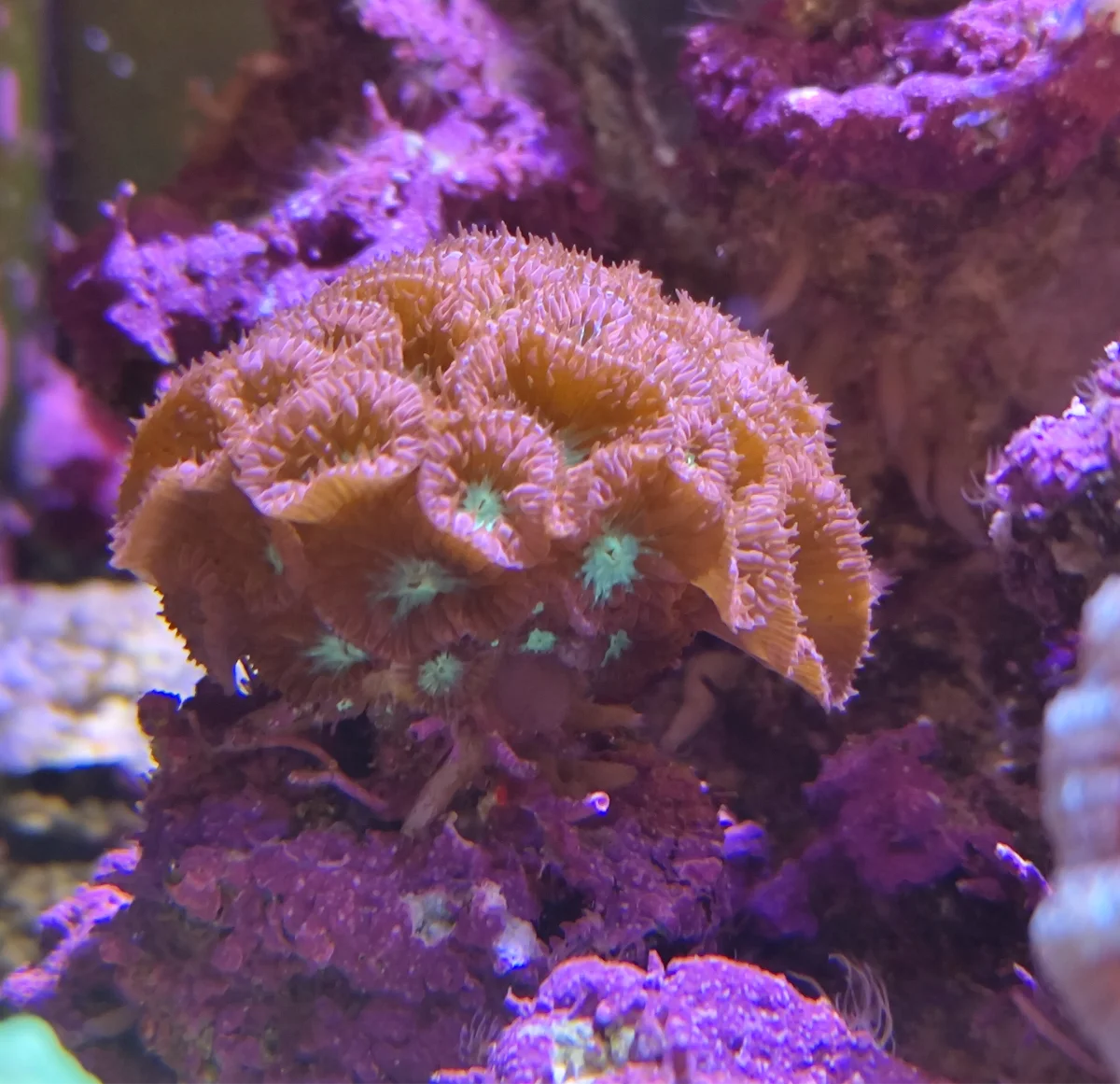 Blastomussa rouge, Corail Blasto