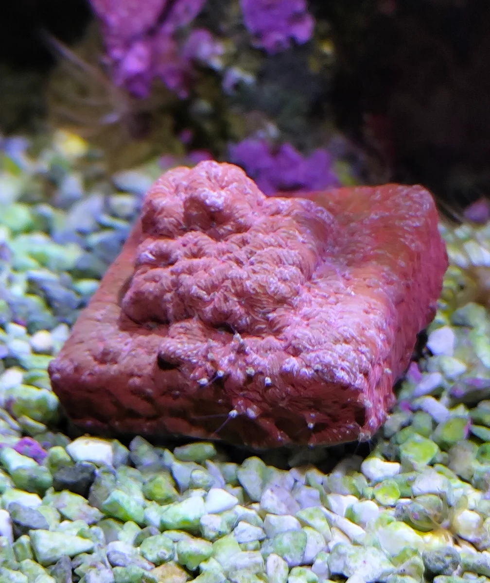Corail Leptoseris (wrinkle coral)