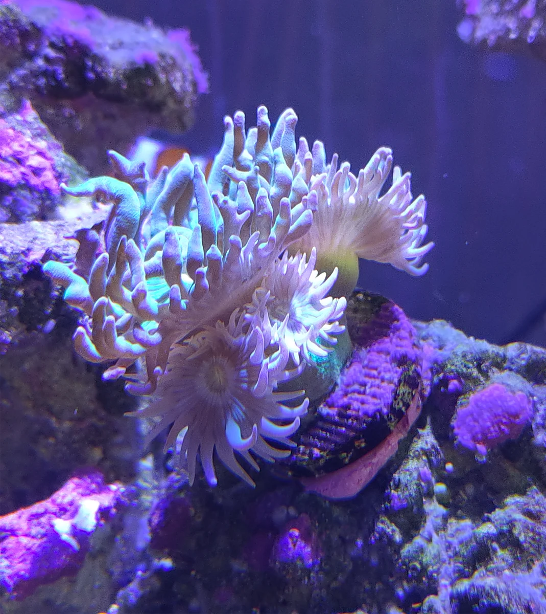 Corail Duncan, Corail à moustaches