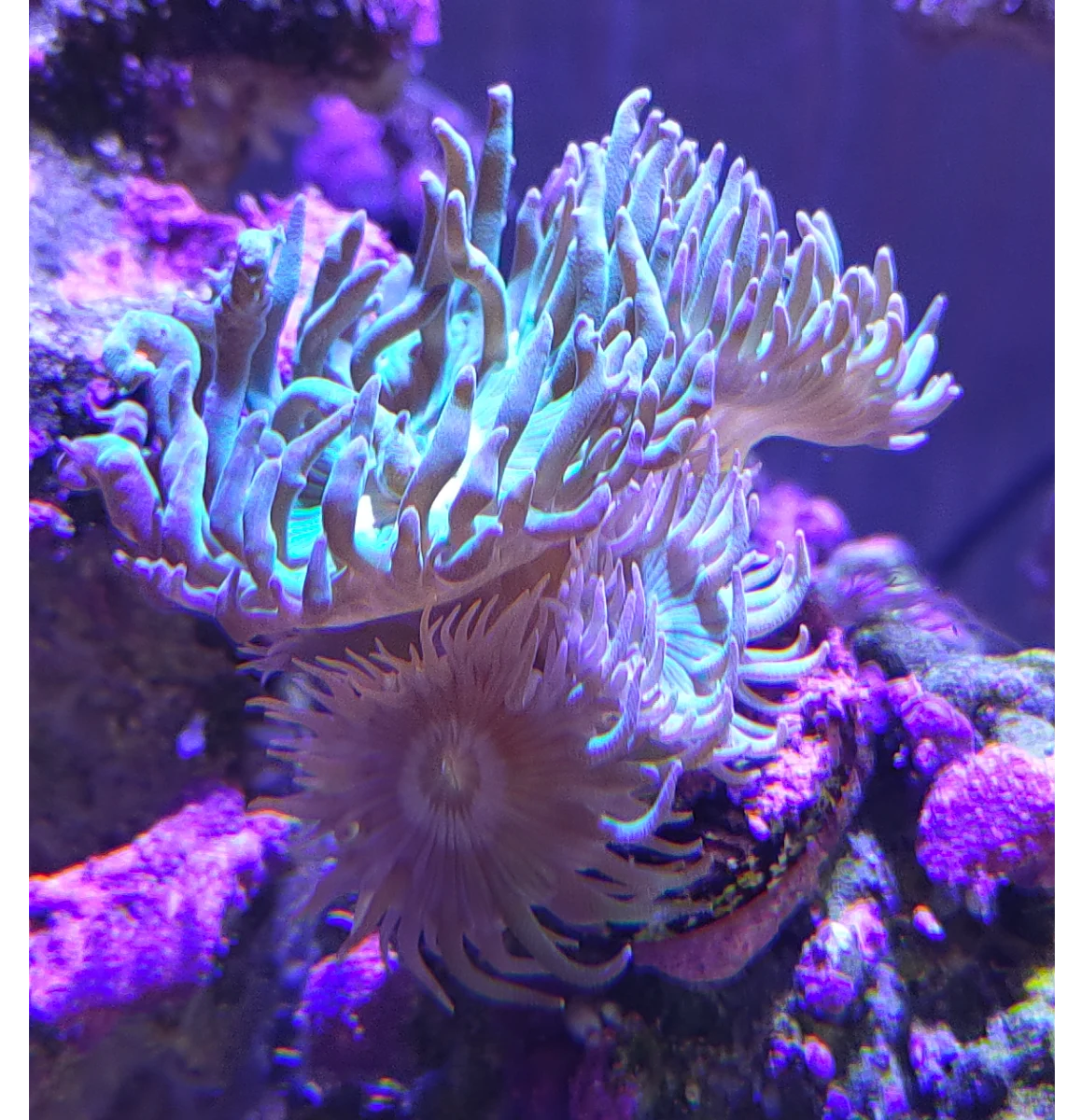 Corail Duncan, Corail à moustaches