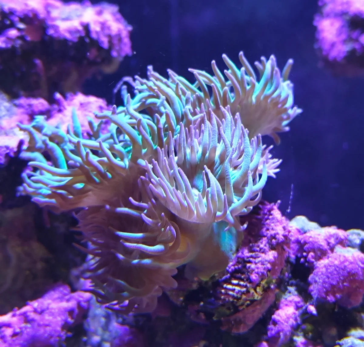Corail Duncan, Corail à moustaches