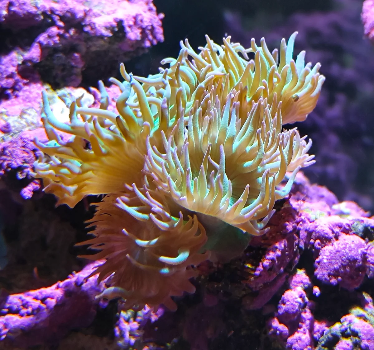 Corail Duncan, Corail à moustaches