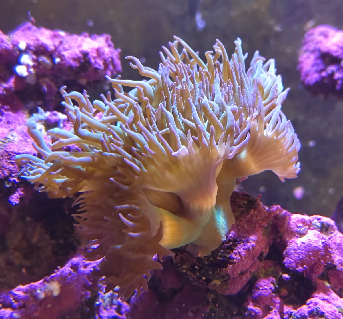 Corail Duncan, Corail à moustaches