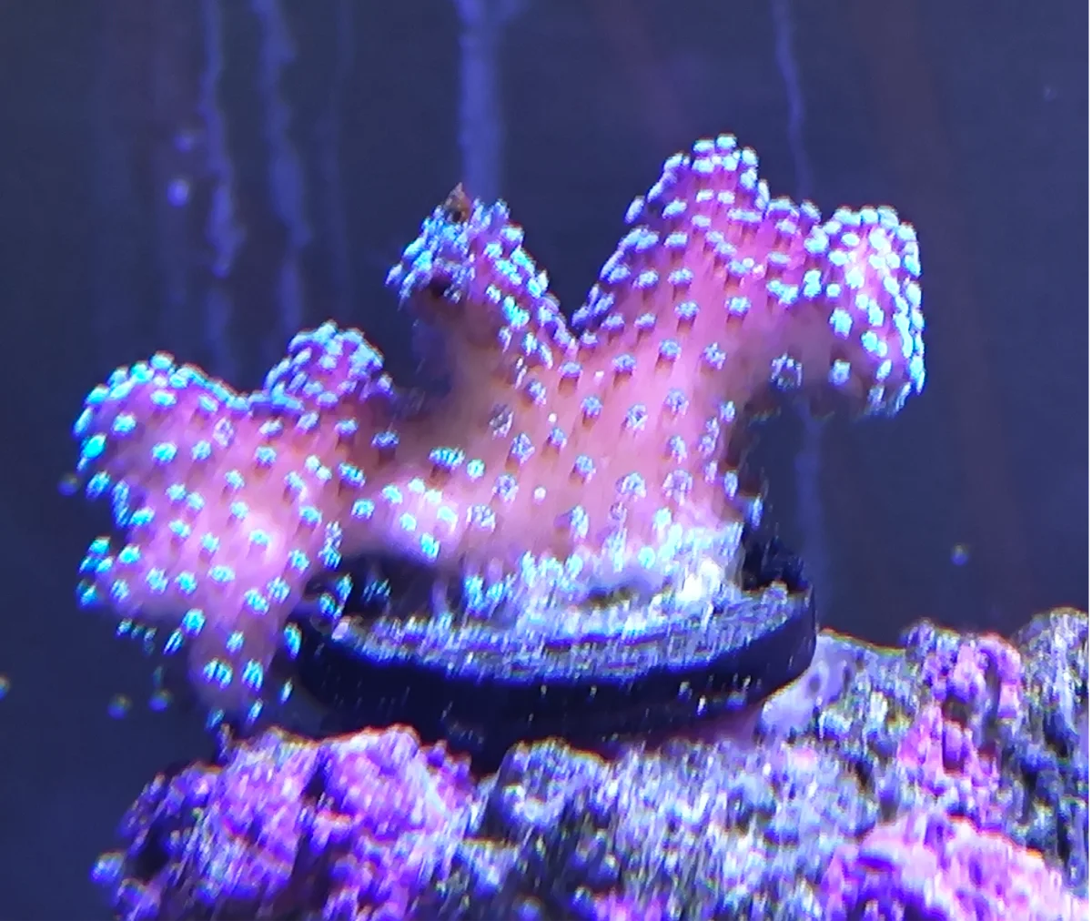 Stylophora Subseriata