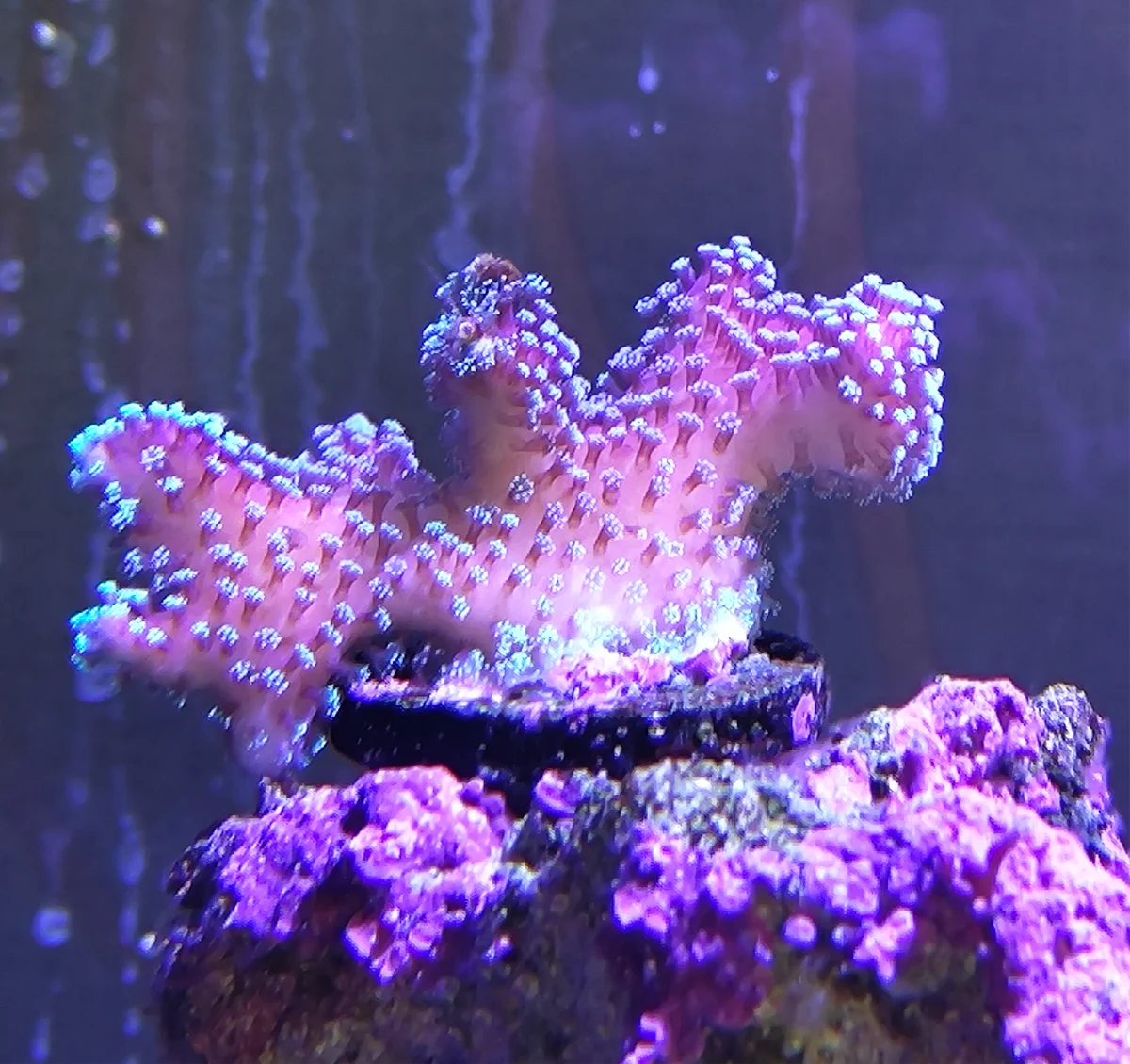 Stylophora Subseriata